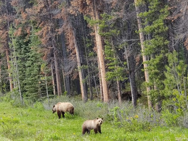 Observation des ours Ouest Canada