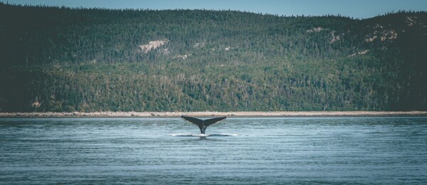 Tadoussac