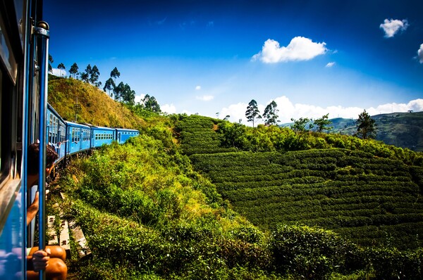Plantation de thés Sri Lanka