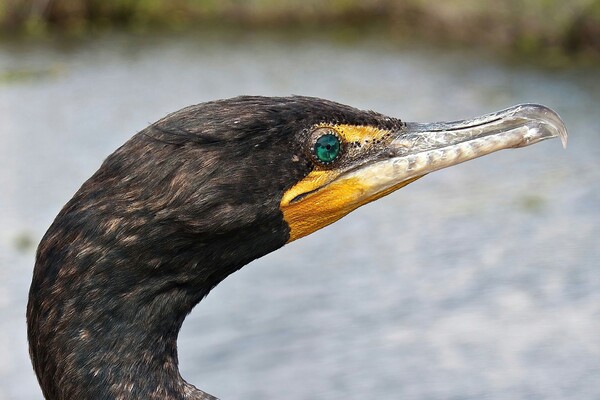 La pêche au cormoran impériale au Japon : l’art ancestral de l’Ukai
