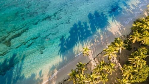 Vue de dessus de la plage de Salines en Martinique, prise au lever du soleil, avec l'ombre des noix de coco sur l'eau limpide