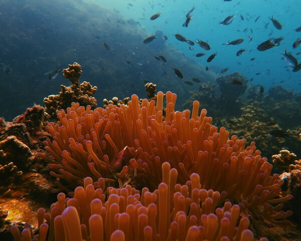 Koh Tao