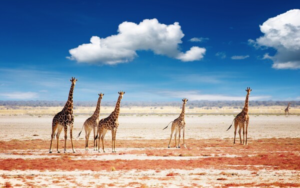 Faune Namibie - Etosha
