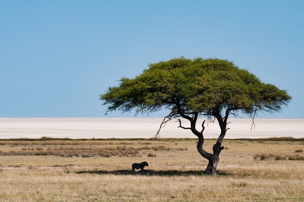 Etosha National Park, Namibia