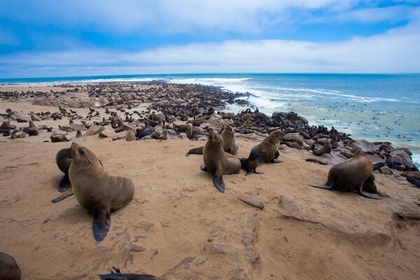 voyage namibie-cape-cross