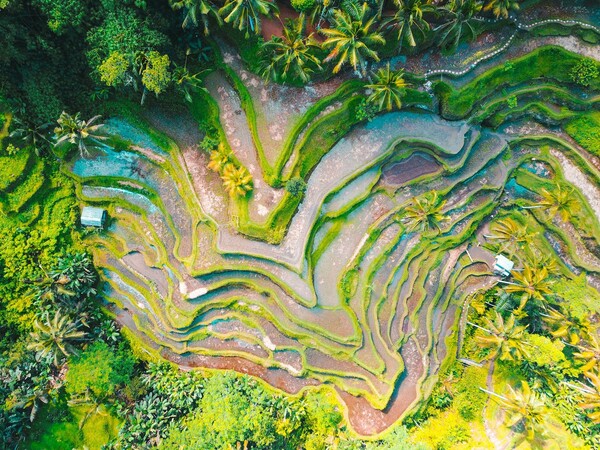 Rice lands indonesia