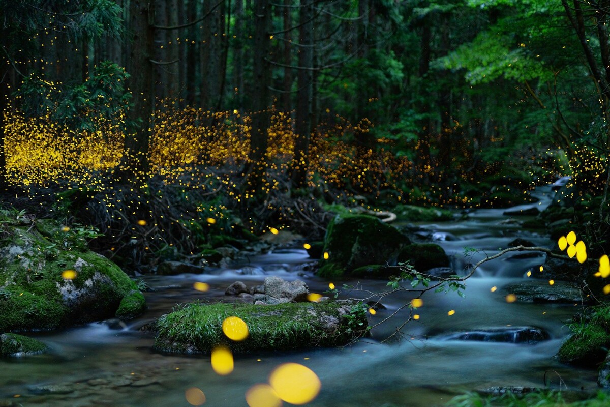 Lucioles Hotaru Japon