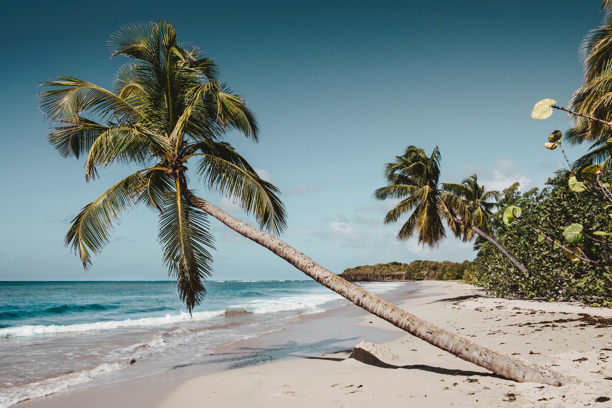 deserted-palm-beach-martinique