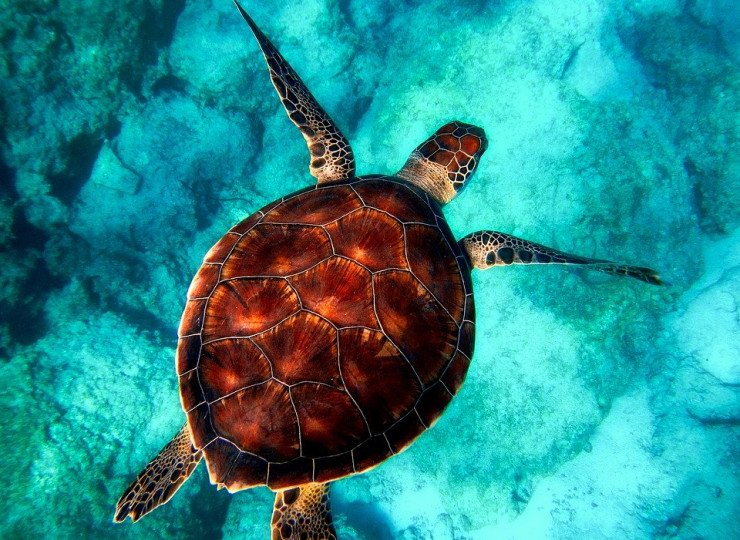 Plongée & Snorkeling