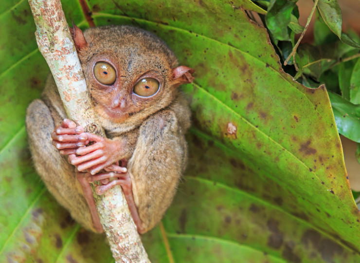 Voyage Philippines Bohol Chocolates Hills colline de chocolat Tarsier