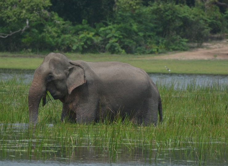Interaction avec les éléphants à Pinnawela
