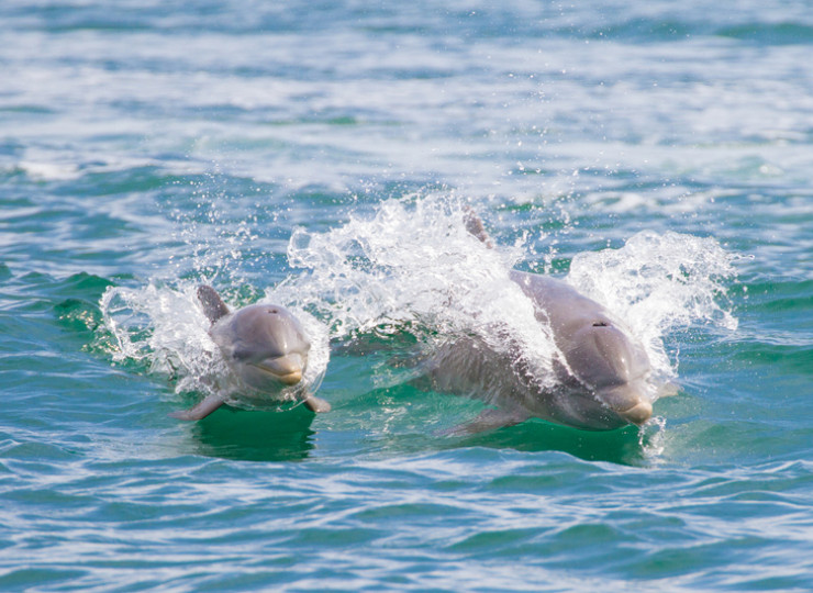 Observation de baleines et de dauphins