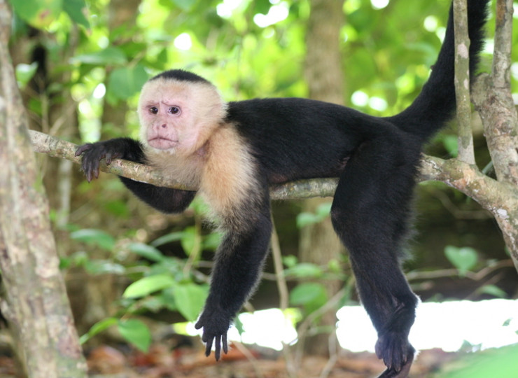 Parc National Corcovado