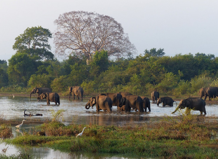 Interaction avec les éléphants à Pinnawela