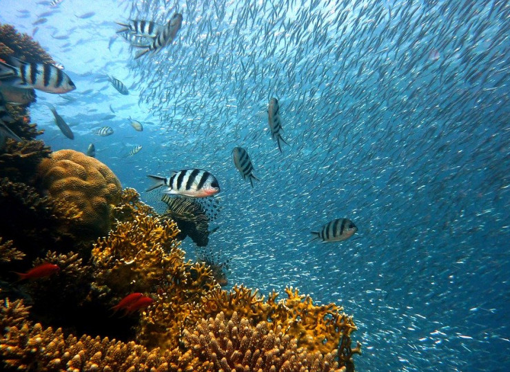 Plongée & Snorkeling