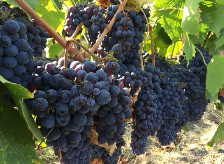 Tourisme viticole, à la découverte de vins étonnants !