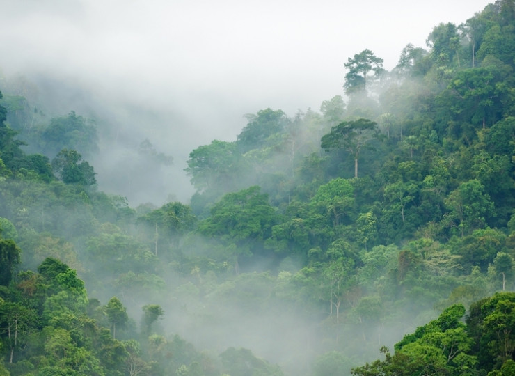 Forêts de nuages