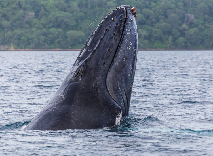 Observation de baleines et de dauphins