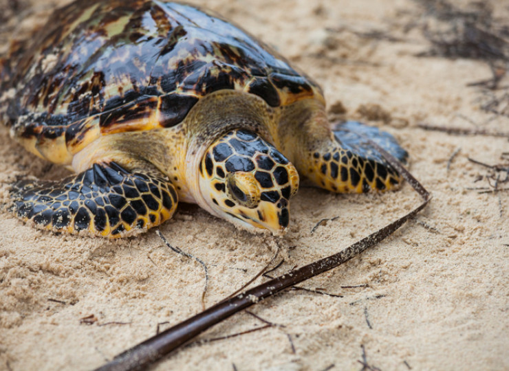 Les tortues marines