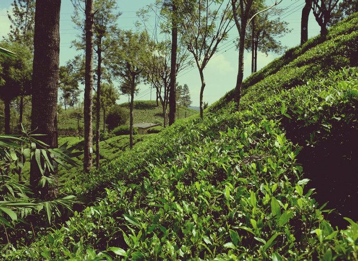 Visites de plantations de thé et d'épices