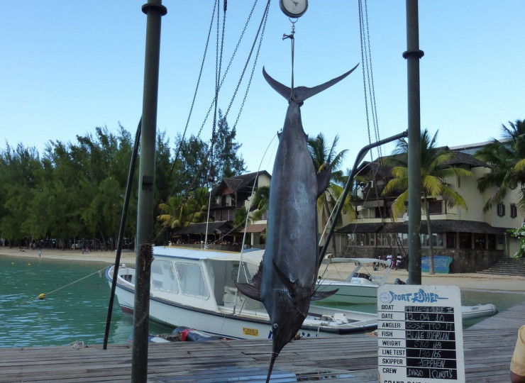 Pêche au gros