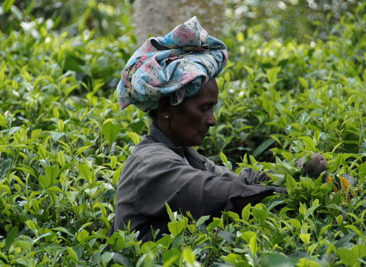 Visites de plantations de thé et d'épices