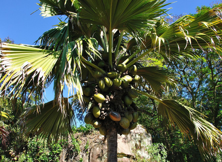 Vallée de Mai