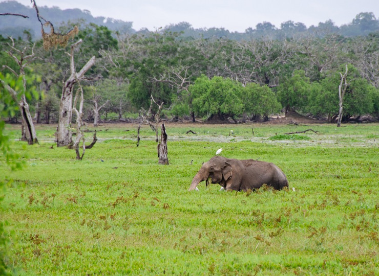 Interaction avec les éléphants à Pinnawela