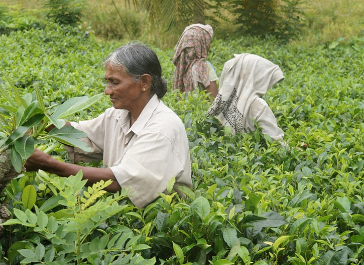 Visites de plantations de thé et d'épices