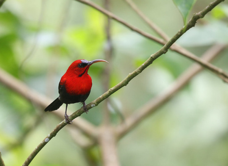 Voyage Asie Philippines cascade ornithologie