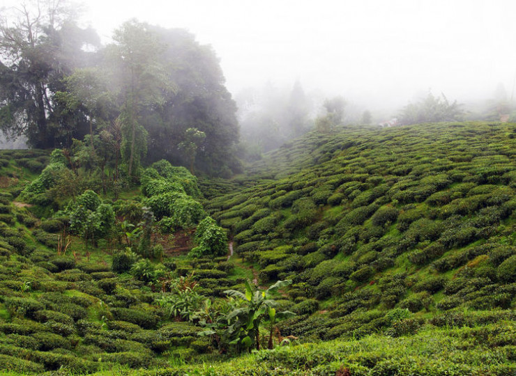 Toy Train direction Darjeeling