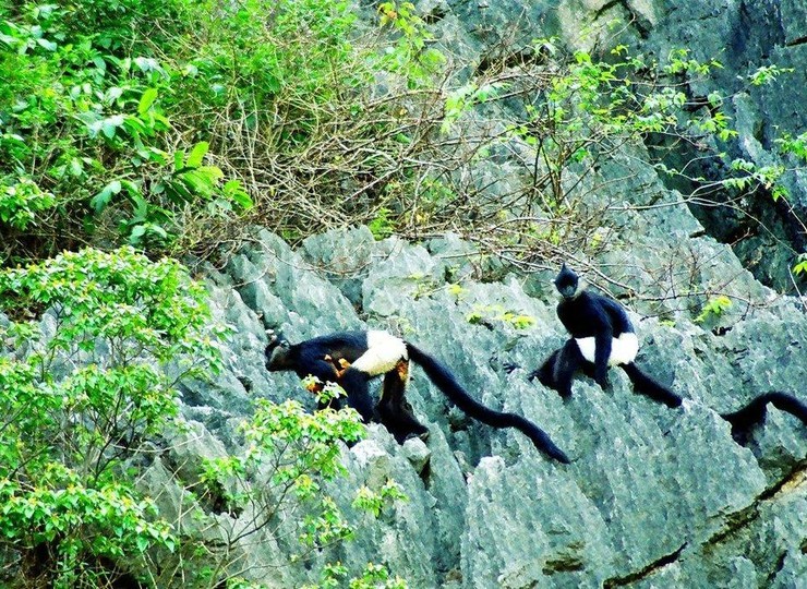 A la découverte du Langur de Delacour dans la réserve naturelle de Van Long