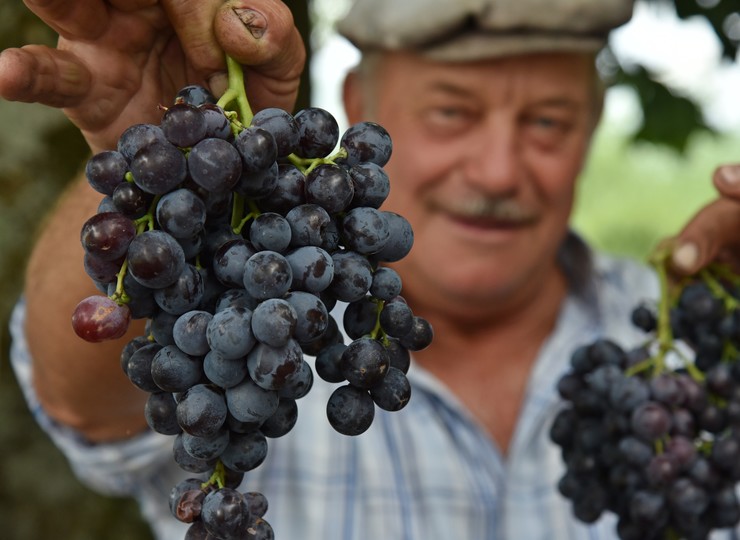 Uruguay Voyage vignobles