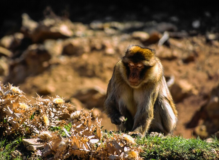 Vallée des singes à Azrou