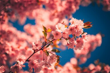 Pink Cherry Blossoms Sakura