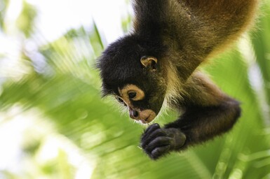 Singe hurleur noir suspendu dans les arbres de la forêt tropicale du Costa Rica, symbole de la biodiversité et de la faune sauvage d'Amérique centrale