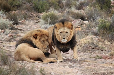Lion majestueux se reposant dans la savane d'Afrique du Sud, observation des Big Five lors d'un safari dans les grandes réserves animalières du pays