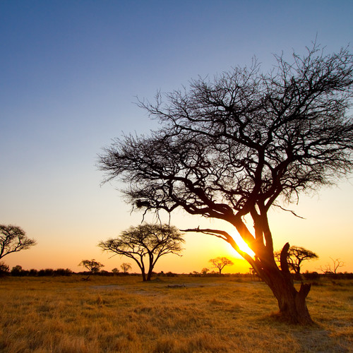 voyage-zimbabwe-safari-hwange