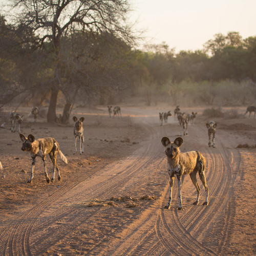 voyage-zimbabwe-gonarezhou