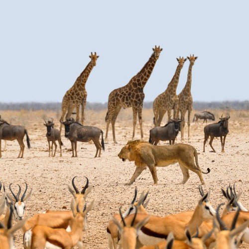 voyage-namibie-etosha