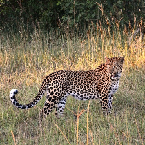 voyage-afrique du sud-leopard