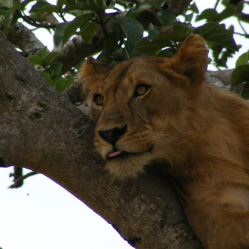 voyage-ouganda-lion