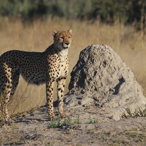 safari-botswana