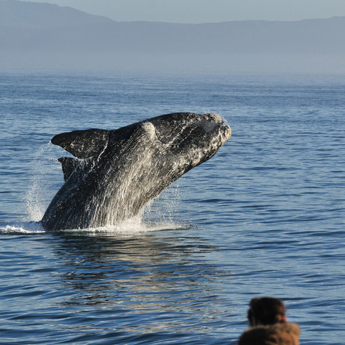 voyage-afrique du sud-hermanus