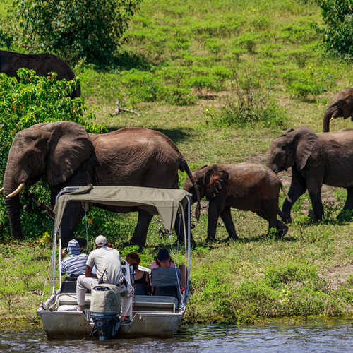 voyage-botswana-elephants