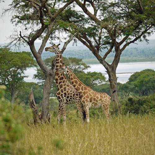 voyage-ouganda-girafes