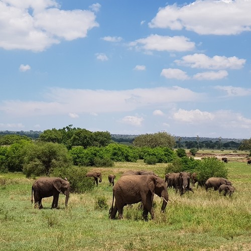 voyage-tanzanie-tarangire