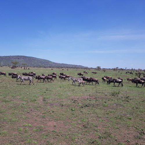 voyage-tanzanie-grande migration