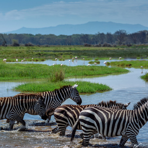 voyage-afrique du sud-zebres