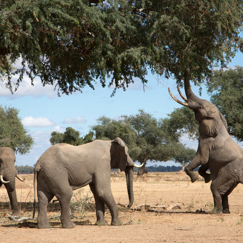 voyage-zimbabwe-mana pools-elephants